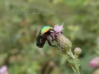 Bladsprietkevers [Scarabaeidae]
